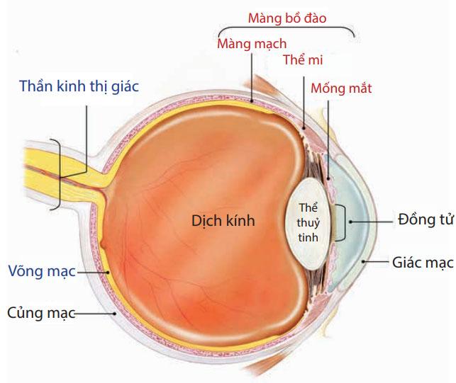 Cấu tạo màng bồ đào.